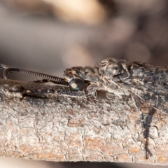 Glenoleon meteoricus (Patch-wing Glenoleon) at Red Hill, ACT - 15 Feb 2020 by rawshorty