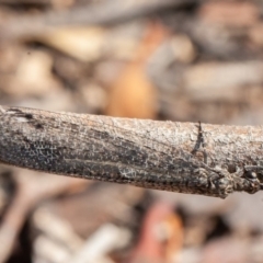 Glenoleon meteoricus at Red Hill, ACT - 15 Feb 2020