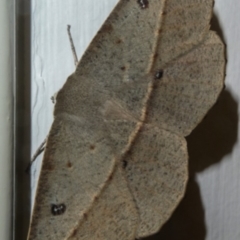 Phallaria ophiusaria (Large Leaf Moth) at Paddys River, ACT - 22 Feb 2019 by Thommo17