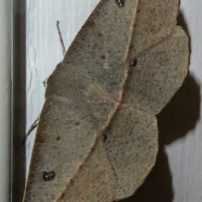 Phallaria ophiusaria (Large Leaf Moth) at Paddys River, ACT - 22 Feb 2019 by Thommo17