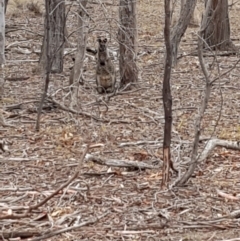 Wallabia bicolor (Swamp Wallaby) at Mulligans Flat - 14 Feb 2020 by Bioparticles