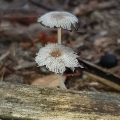 Coprinellus etc. (An Inkcap) at Forde, ACT - 14 Feb 2020 by Bioparticles