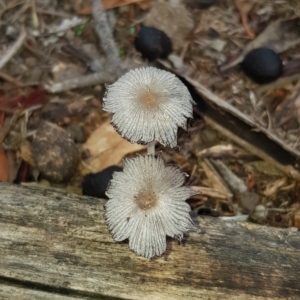 Coprinellus etc. at Forde, ACT - 15 Feb 2020 09:09 AM