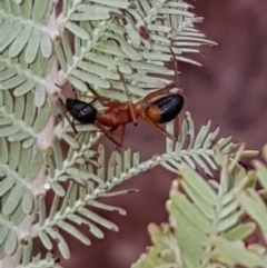 Camponotus consobrinus (Banded sugar ant) at Forde, ACT - 14 Feb 2020 by Bioparticles