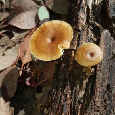 Lentinus arcularius (Fringed Polypore) at Nicholls, ACT - 15 Feb 2020 by Bioparticles