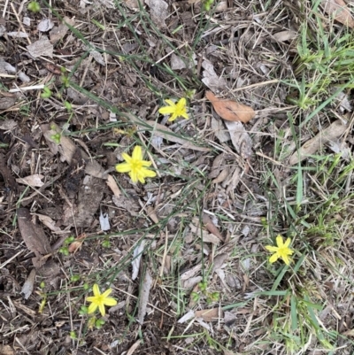 Tricoryne elatior (Yellow Rush Lily) at Tura Beach, NSW - 15 Feb 2020 by dcnicholls