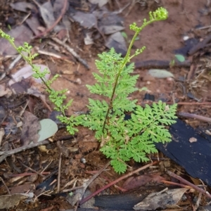 Cheilanthes austrotenuifolia at Nicholls, ACT - 16 Feb 2020