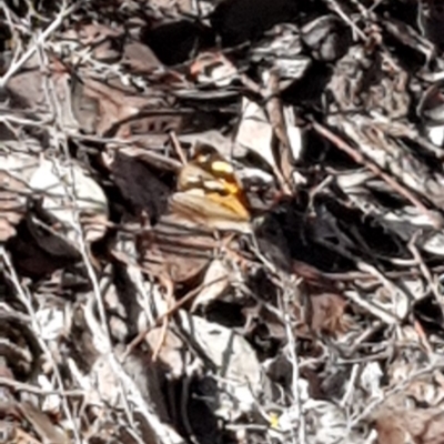 Heteronympha merope (Common Brown Butterfly) at Nicholls, ACT - 15 Feb 2020 by Bioparticles