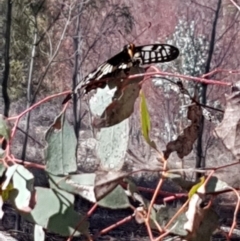 Papilio anactus (Dainty Swallowtail) at Percival Hill - 15 Feb 2020 by Bioparticles