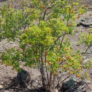 Rosa canina at Nicholls, ACT - 16 Feb 2020