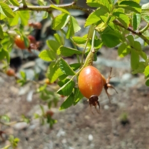 Rosa canina at Nicholls, ACT - 16 Feb 2020