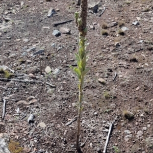 Verbascum thapsus subsp. thapsus at Nicholls, ACT - 16 Feb 2020 10:08 AM