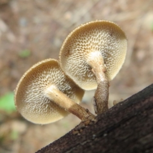 Lentinus arcularius at Paddys River, ACT - 16 Feb 2020