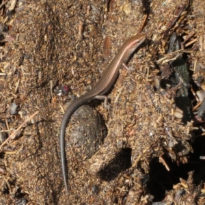 Lampropholis delicata at Paddys River, ACT - 16 Feb 2020 12:26 PM