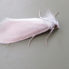 Tipanaea patulella (The White Crambid moth) at Paddys River, ACT - 16 Feb 2020 by Christine