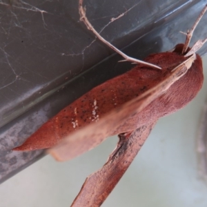 Hippotion scrofa at Paddys River, ACT - 16 Feb 2020