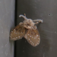 Psychodidae sp. (family) (Moth Fly, Drain Fly) at Paddys River, ACT - 16 Feb 2020 by Christine