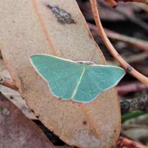 Chlorocoma dichloraria at Cook, ACT - 13 Feb 2020