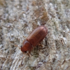 Peltonyxa sp. (genus) at Cook, ACT - 10 Feb 2020