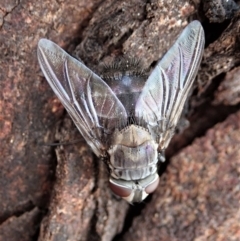 Rutilia (Donovanius) sp. (genus & subgenus) (A Bristle Fly) at Mount Painter - 10 Feb 2020 by CathB