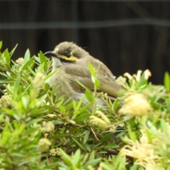 Caligavis chrysops (Yellow-faced Honeyeater) at Burradoo - 16 Feb 2020 by GlossyGal