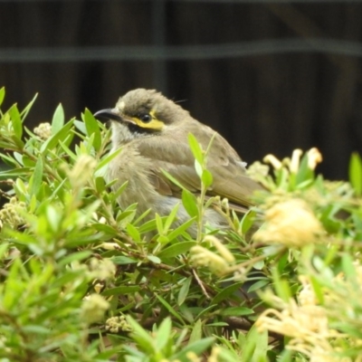 Caligavis chrysops (Yellow-faced Honeyeater) at Burradoo - 16 Feb 2020 by GlossyGal