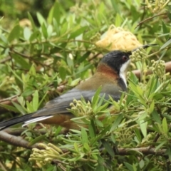 Acanthorhynchus tenuirostris (Eastern Spinebill) at Burradoo, NSW - 16 Feb 2020 by GlossyGal