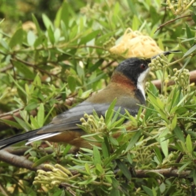 Acanthorhynchus tenuirostris (Eastern Spinebill) at Burradoo, NSW - 16 Feb 2020 by GlossyGal