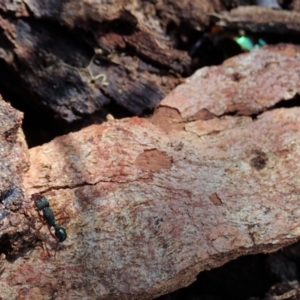 Rhytidoponera sp. (genus) at Cook, ACT - 16 Feb 2020