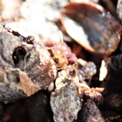 Pheidole sp. (genus) (Seed-harvesting ant) at Cook, ACT - 16 Feb 2020 by CathB