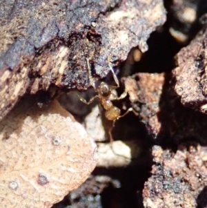 Pheidole sp. (genus) at Cook, ACT - 16 Feb 2020 11:23 AM