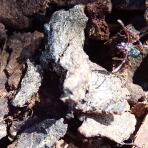 Pheidole sp. (genus) at Cook, ACT - 16 Feb 2020