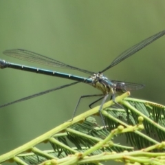 Austroargiolestes icteromelas (Common Flatwing) at Paddys River, ACT - 16 Feb 2020 by Christine