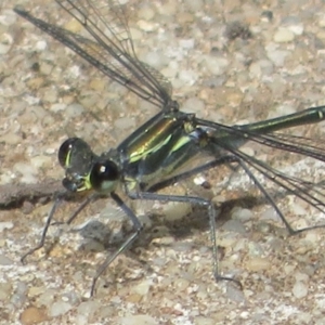 Austroargiolestes icteromelas at Paddys River, ACT - 16 Feb 2020