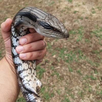 Tiliqua scincoides scincoides (Eastern Blue-tongue) at Ainslie, ACT - 15 Feb 2020 by dxrcl