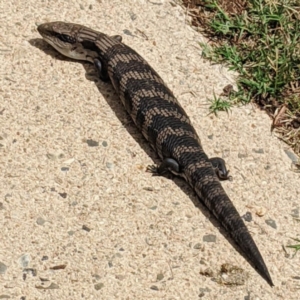 Tiliqua scincoides scincoides at Ainslie, ACT - 16 Feb 2020