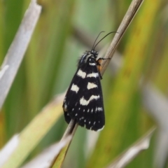 Phalaenoides tristifica (Willow-herb Day-moth) at Mongarlowe River - 16 Feb 2020 by LisaH