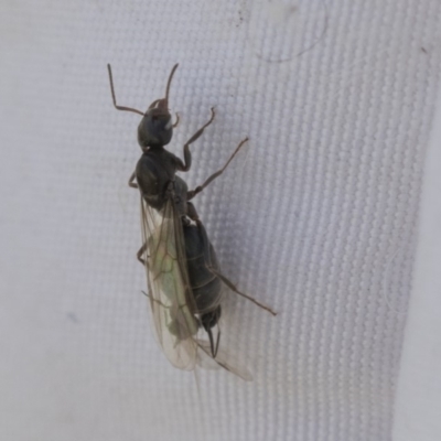 Iridomyrmex sp. (genus) (Ant) at Higgins, ACT - 14 Feb 2020 by AlisonMilton