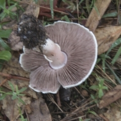 Agaricus sp. at Hawker, ACT - 15 Feb 2020