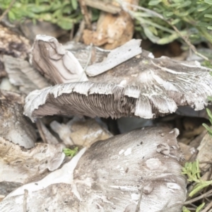 Agaricus sp. at Higgins, ACT - 15 Feb 2020 10:44 AM