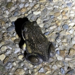 Limnodynastes dumerilii (Eastern Banjo Frog) at Kambah, ACT - 16 Feb 2020 by Tim81