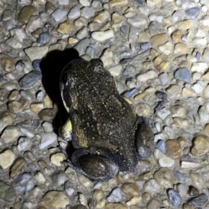 Limnodynastes dumerilii at Kambah, ACT - 16 Feb 2020 10:41 PM