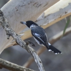 Cracticus torquatus (Grey Butcherbird) at Dunlop, ACT - 14 Feb 2020 by Alison Milton