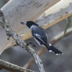 Cracticus torquatus (Grey Butcherbird) at Dunlop, ACT - 14 Feb 2020 by AlisonMilton