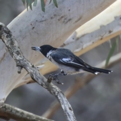 Cracticus torquatus at Dunlop, ACT - 14 Feb 2020