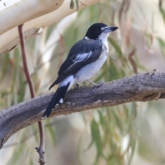 Cracticus torquatus at Dunlop, ACT - 14 Feb 2020 01:11 PM