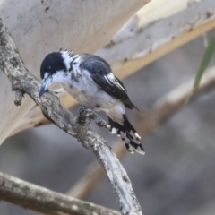 Cracticus torquatus at Dunlop, ACT - 14 Feb 2020