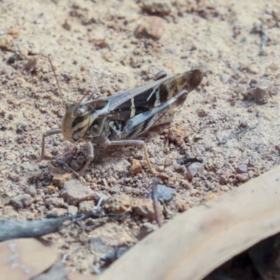 Gastrimargus musicus (Yellow-winged Locust or Grasshopper) at Dunlop, ACT - 14 Feb 2020 by AlisonMilton