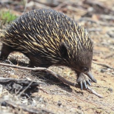 Tachyglossus aculeatus (Short-beaked Echidna) at The Pinnacle - 14 Feb 2020 by AlisonMilton