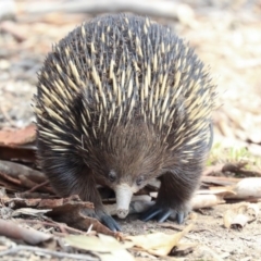 Tachyglossus aculeatus at Dunlop, ACT - 14 Feb 2020